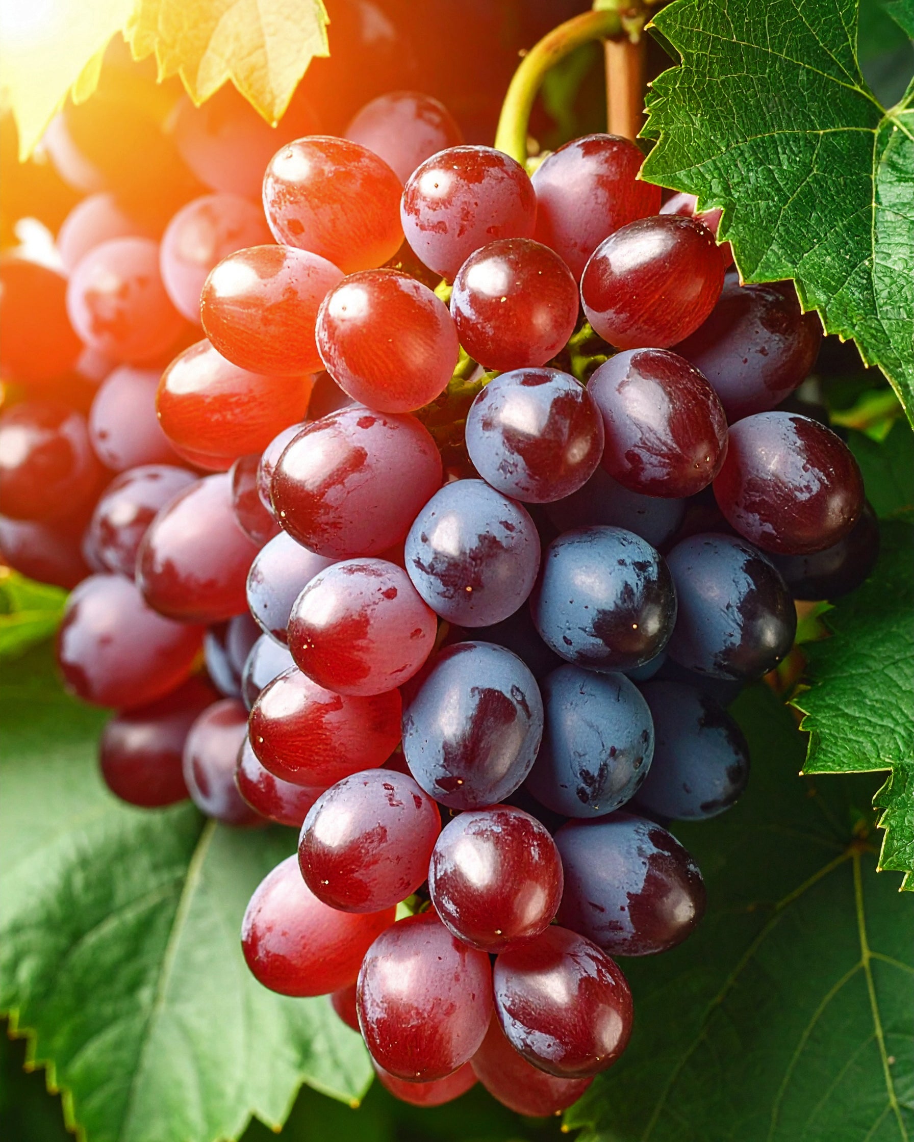 BY VELCHEVA Duftkerze - Rosso