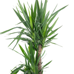 Künstliche Yucca Palme