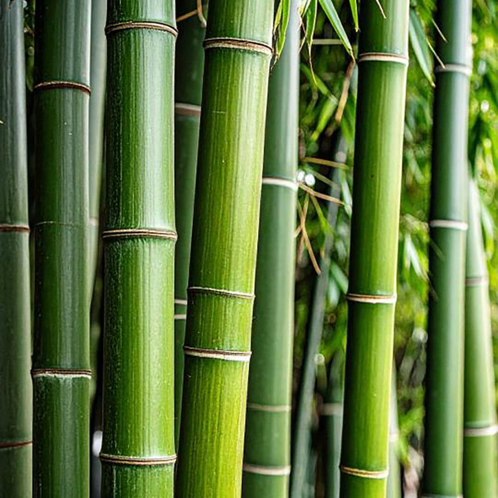 BY VELCHEVA Raumduft Spray - Bamboo