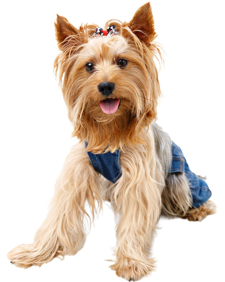 Gilbert, Emotional Support Dog
